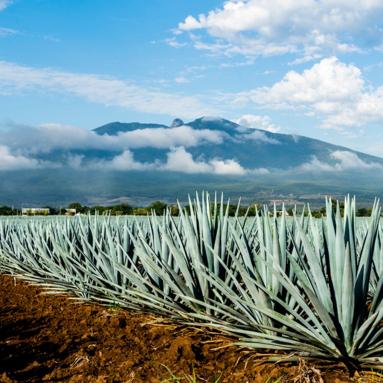 A field of Blue Agave in Jalisco Mexico