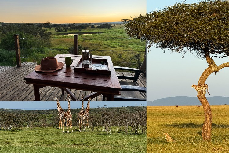 Giraffes and cheetahs seen on a safari in the Naboisho Conservancy in Kenya. The top left photo shows the view from a tent at a camp run by Saruni Basecamp.