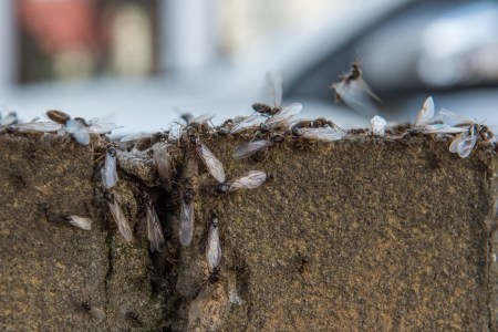 Flying Ants crawling out of a hole in concrete